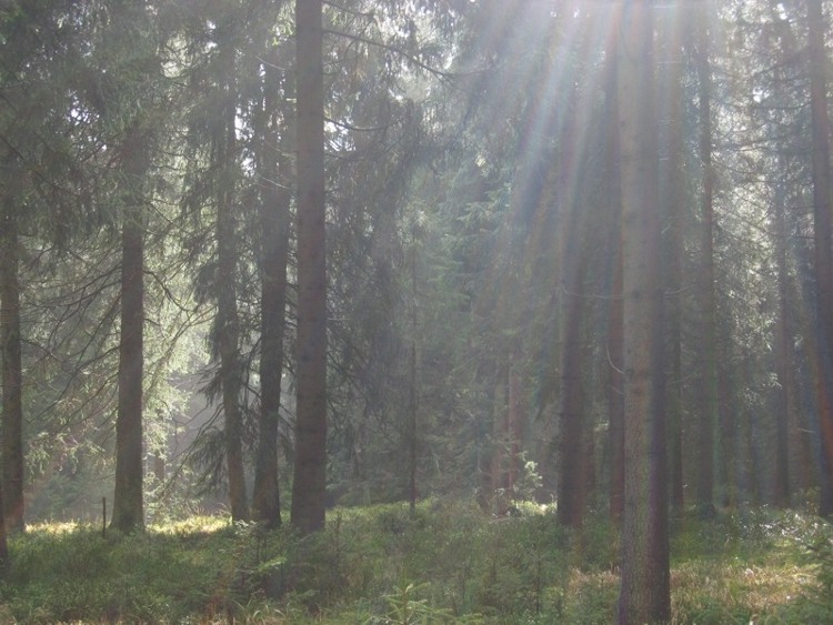 Harz Wald